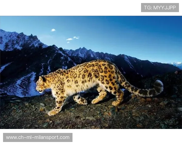 樱桃军的崛起：边路突破点的战术革新之路